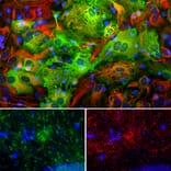 Immunofluorescence - Anti-ALDH1L1 Antibody [4A12] (A85315) - Antibodies.com