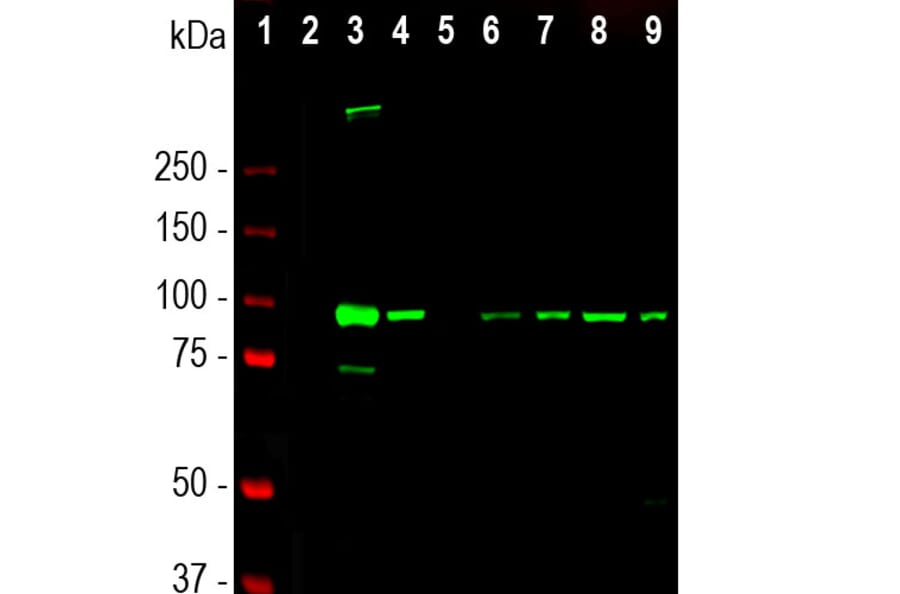 Western Blot - Anti-ALDH1L1 Antibody [4A12] (A85315) - Antibodies.com