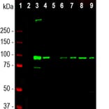 Western Blot - Anti-ALDH1L1 Antibody [4A12] (A85315) - Antibodies.com