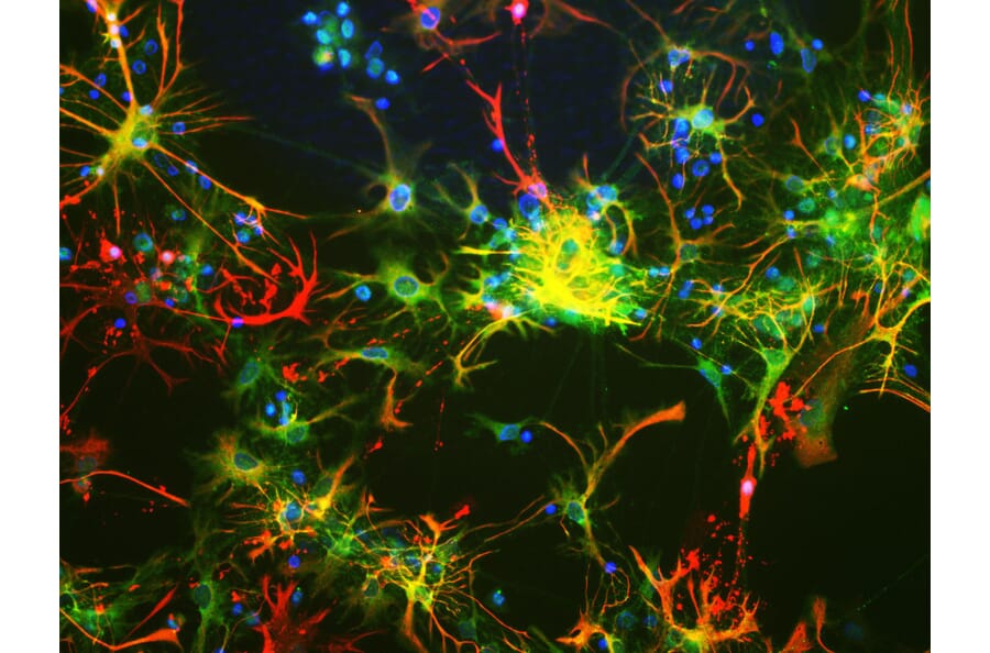 Immunofluorescence - Anti-ALDH1L1 Antibody [4A12] (A85315) - Antibodies.com