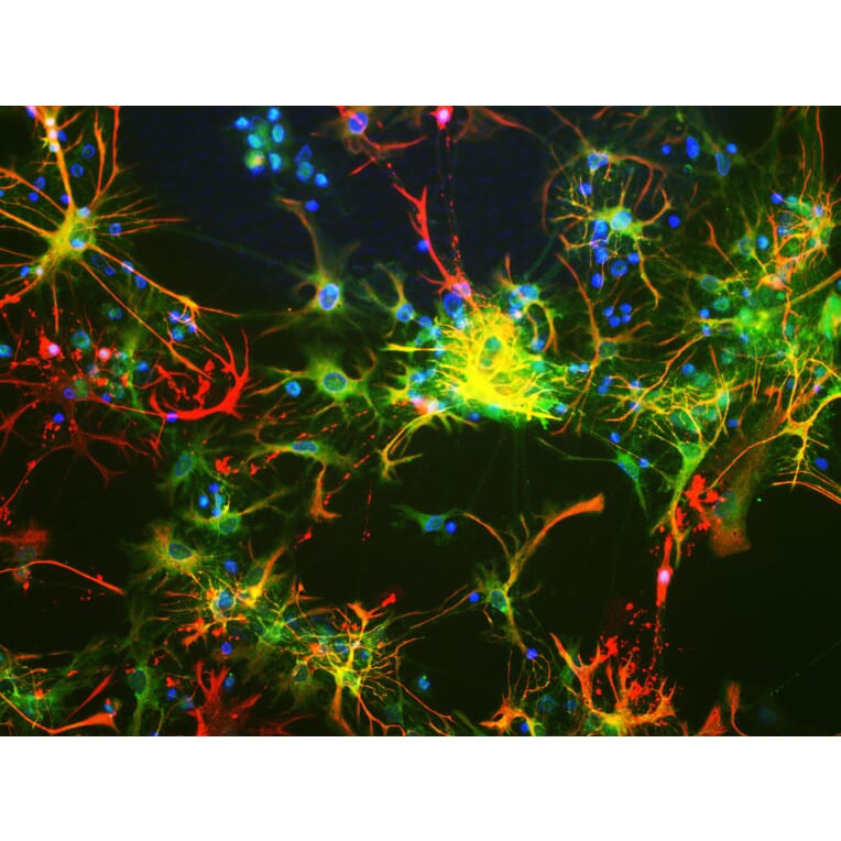 Immunofluorescence - Anti-ALDH1L1 Antibody [4A12] (A85315) - Antibodies.com