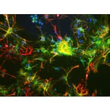 Immunofluorescence - Anti-ALDH1L1 Antibody [4A12] (A85315) - Antibodies.com