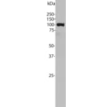 Western Blot - Anti-ALDH1L1 Antibody [4A12] (A85315) - Antibodies.com