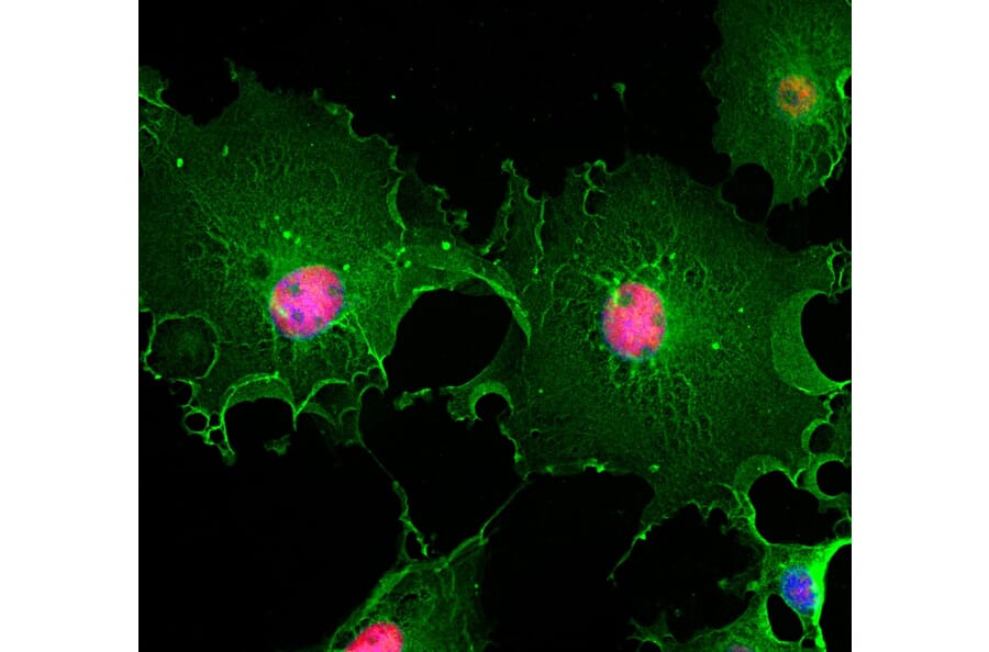 Immunofluorescence - Anti-ALDH1L1 Antibody [4A12] (A85315) - Antibodies.com