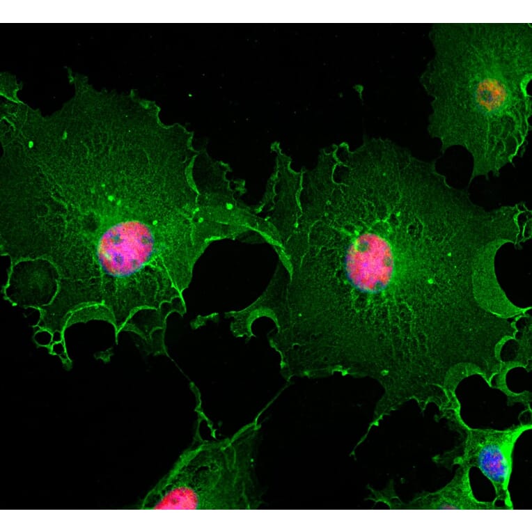 Immunofluorescence - Anti-ALDH1L1 Antibody [4A12] (A85315) - Antibodies.com