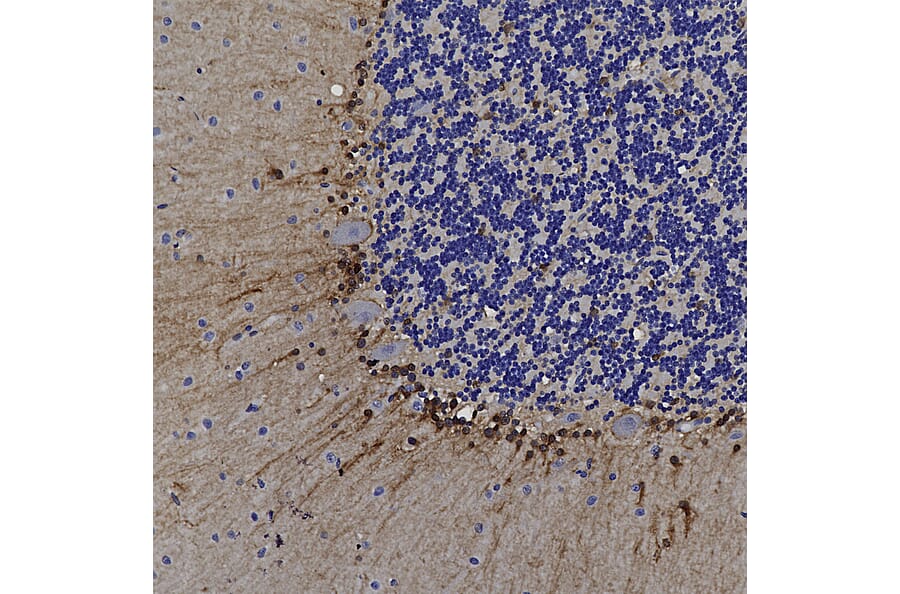 Immunohistochemistry - Anti-ALDH1L1 Antibody [4A12] (A85315) - Antibodies.com