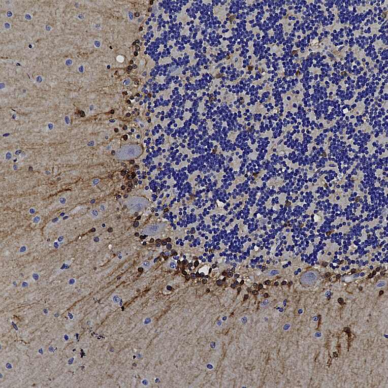 Immunohistochemistry - Anti-ALDH1L1 Antibody [4A12] (A85315) - Antibodies.com