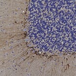Immunohistochemistry - Anti-ALDH1L1 Antibody [4A12] (A85315) - Antibodies.com