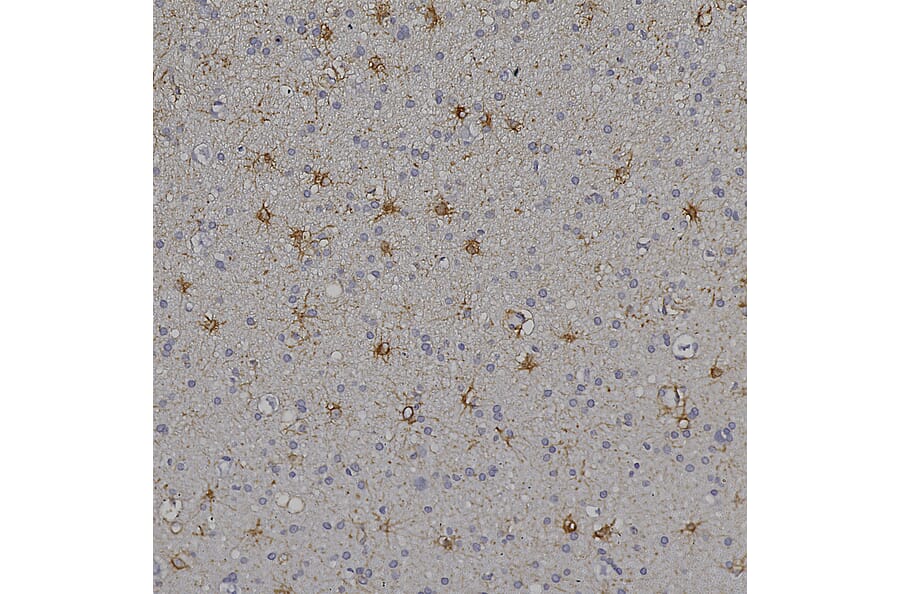 Immunohistochemistry - Anti-ALDH1L1 Antibody [4A12] (A85315) - Antibodies.com