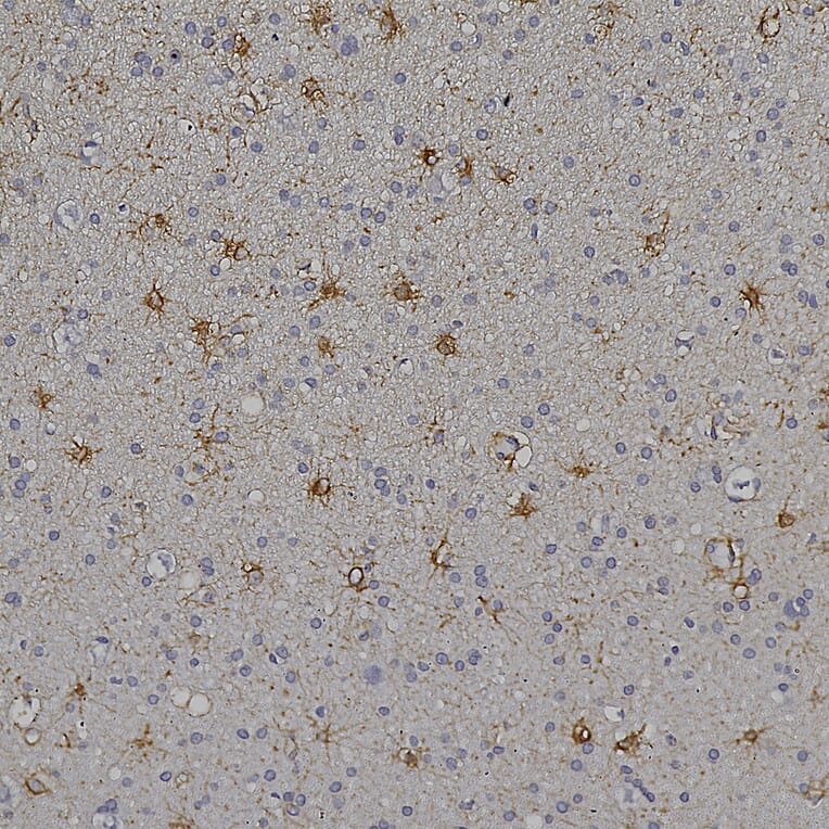 Immunohistochemistry - Anti-ALDH1L1 Antibody [4A12] (A85315) - Antibodies.com