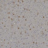 Immunohistochemistry - Anti-ALDH1L1 Antibody [4A12] (A85315) - Antibodies.com