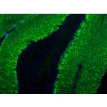 Immunofluorescence - Anti-Parvalbumin Antibody (A85316) - Antibodies.com