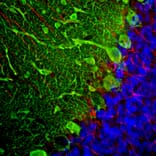 Immunofluorescence - Anti-Parvalbumin Antibody (A85316) - Antibodies.com