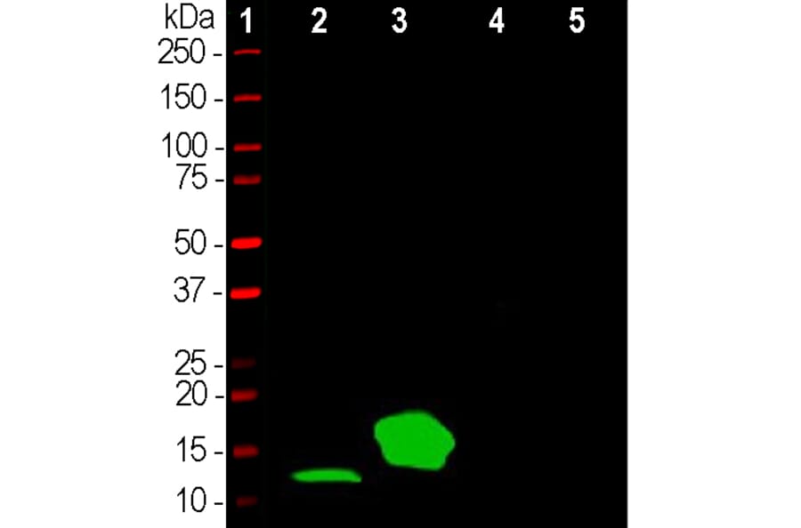 Western Blot - Anti-Parvalbumin Antibody (A85316) - Antibodies.com