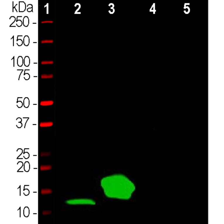 Western Blot - Anti-Parvalbumin Antibody (A85316) - Antibodies.com