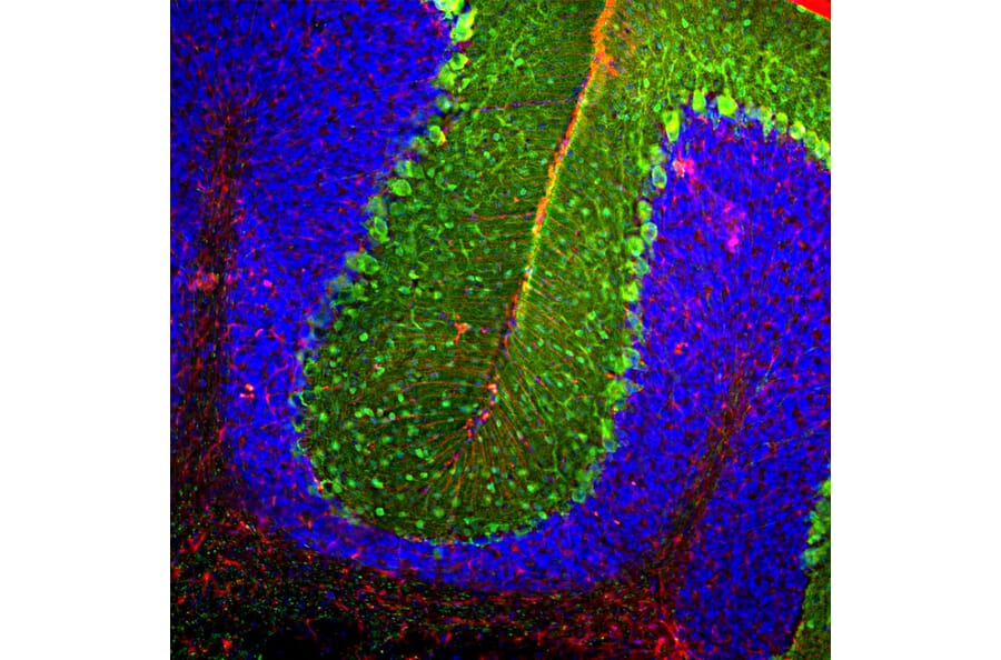 Immunofluorescence - Anti-Parvalbumin Antibody (A85316) - Antibodies.com