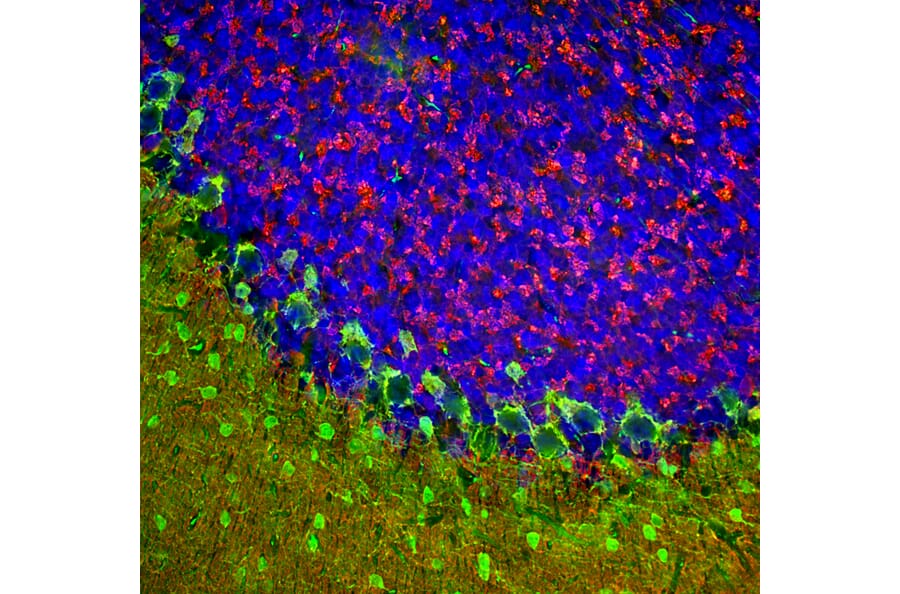 Immunofluorescence - Anti-Parvalbumin Antibody (A85316) - Antibodies.com