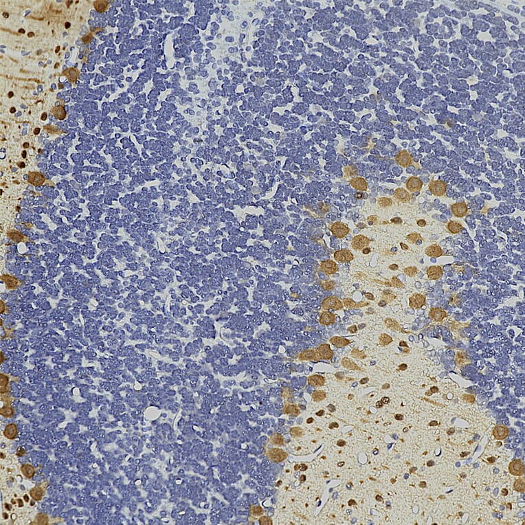 Immunohistochemistry - Anti-Parvalbumin Antibody (A85316) - Antibodies.com