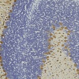 Immunohistochemistry - Anti-Parvalbumin Antibody (A85316) - Antibodies.com