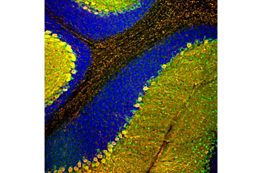 Immunofluorescence - Anti-Parvalbumin Antibody [3C9] (A85317) - Antibodies.com