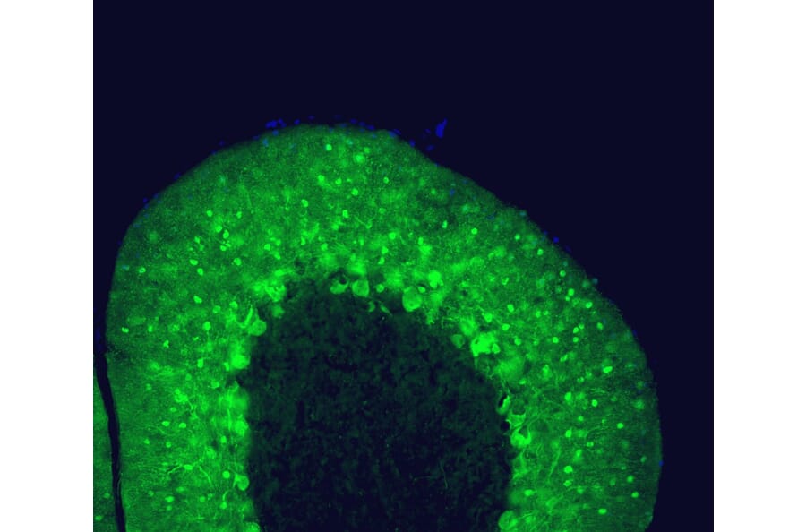 Immunofluorescence - Anti-Parvalbumin Antibody [3C9] (A85317) - Antibodies.com