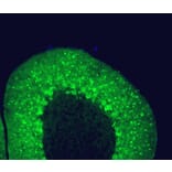 Immunofluorescence - Anti-Parvalbumin Antibody [3C9] (A85317) - Antibodies.com