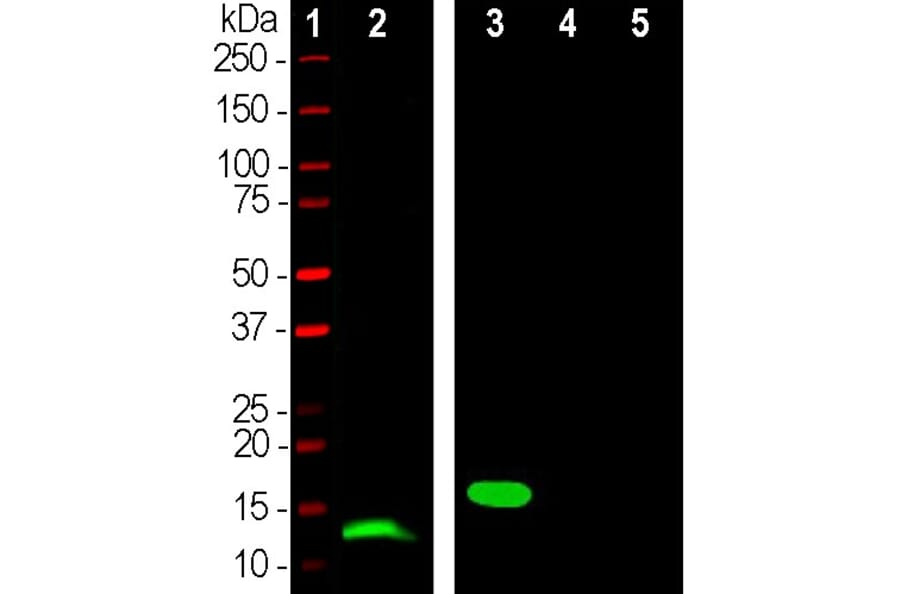 Western Blot - Anti-Parvalbumin Antibody [3C9] (A85317) - Antibodies.com