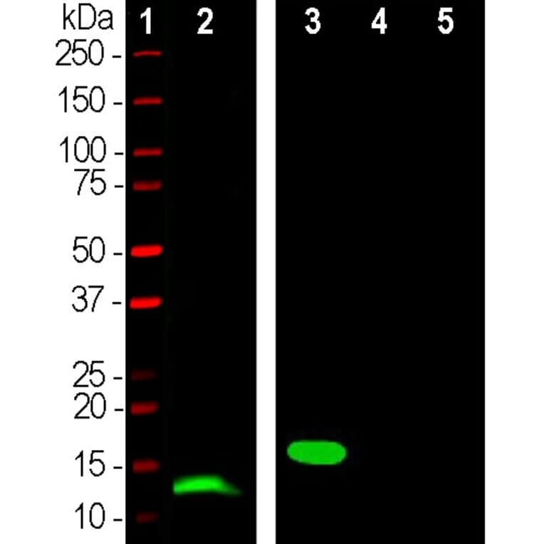 Western Blot - Anti-Parvalbumin Antibody [3C9] (A85317) - Antibodies.com