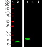 Western Blot - Anti-Parvalbumin Antibody [3C9] (A85317) - Antibodies.com
