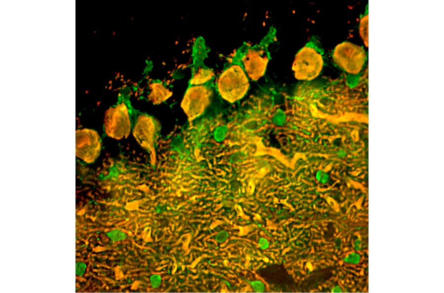 Immunofluorescence - Anti-Parvalbumin Antibody [3C9] (A85317) - Antibodies.com