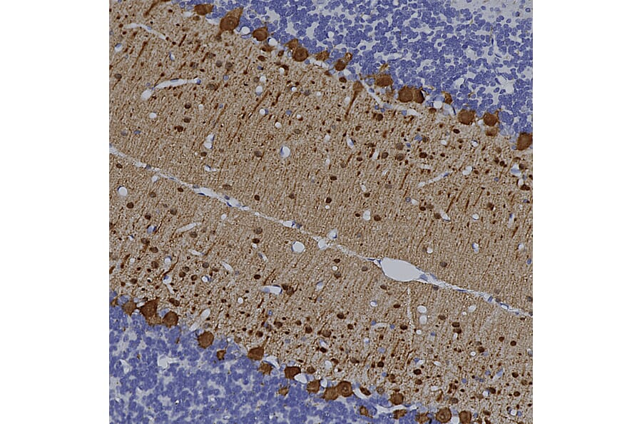 Immunohistochemistry - Anti-Parvalbumin Antibody [3C9] (A85317) - Antibodies.com