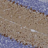Immunohistochemistry - Anti-Parvalbumin Antibody [3C9] (A85317) - Antibodies.com