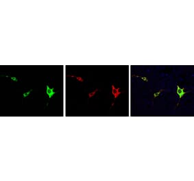 Immunofluorescence - Anti-Cas9 Antibody (A85318) - Antibodies.com