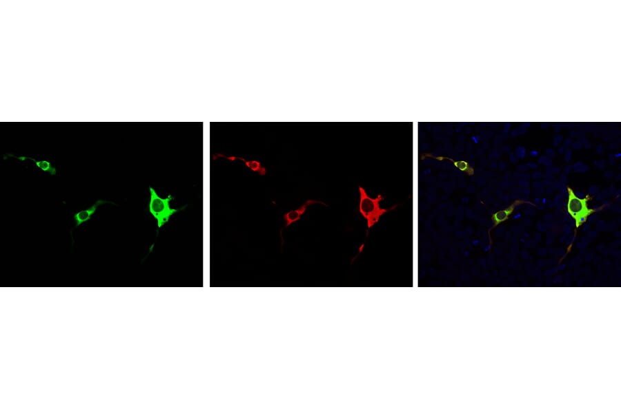 Immunofluorescence - Anti-CRISPR-Cas9 Antibody (A85318) - Antibodies.com
