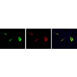 Immunofluorescence - Anti-Cas9 Antibody (A85318) - Antibodies.com