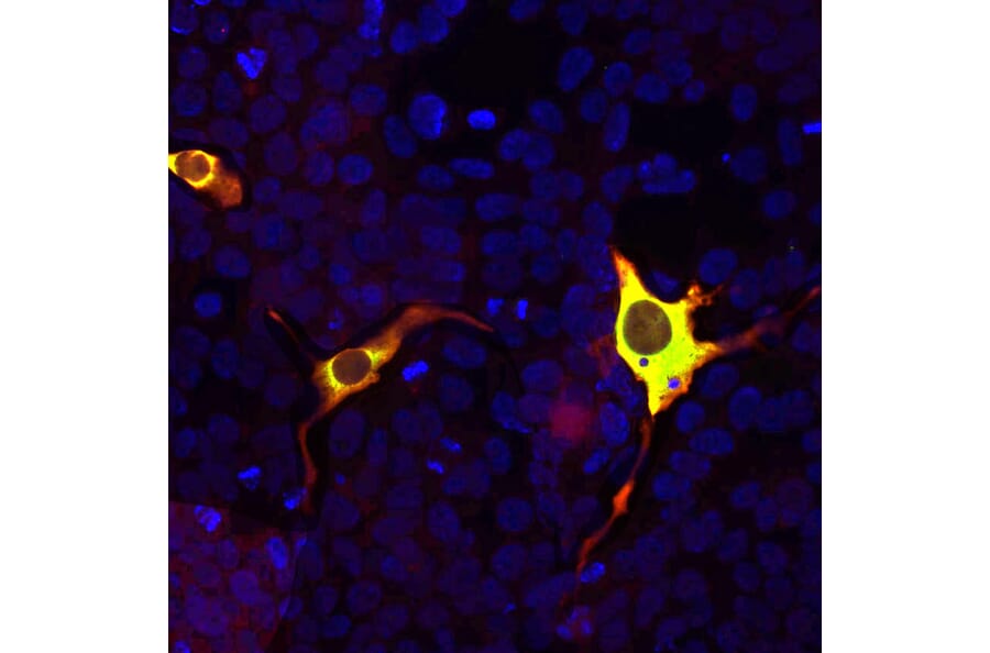 Immunofluorescence - Anti-CRISPR-Cas9 Antibody (A85318) - Antibodies.com