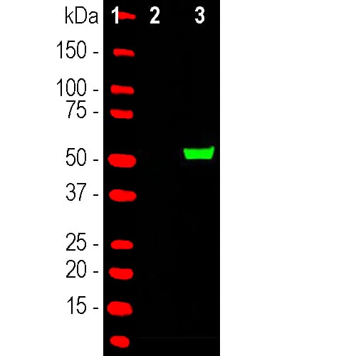 Western blot analysis of HEK293 cell lysates using Anti-Cas9 Antibody (A85318), in green. The lanes contain samples of: <b>[1]</b> Protein standards, in red, <b>[2]</b> nontransfected cells and <b>[3]</b> cells transfected with a GFP-CAS9 fusion construct, encoding the C-terminal (803-1053) amino acids of S. aureus CAS9. The band at about 53 kDa corresponds to the GFP-CAS9 fusion protein.
