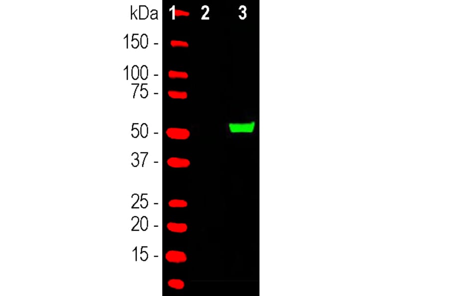 Western Blot - Anti-CRISPR-Cas9 Antibody (A85318) - Antibodies.com