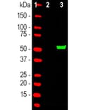 Western Blot - Anti-Cas9 Antibody (A85318) - Antibodies.com