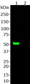 Western blot analysis of Anti-Cas9 from Staphylococcus Aureus Antibody(1:2,000). 1: HEK293 cells overexpressing a fusion protein containing GFP and the C-terminus of Cas9 from S. aureus. 2: Non-transfected HEK293 cells. The band at about 53 kDa corresponds to the GFP-Cas9 fusion protein and it is absent from non-transfected cells.