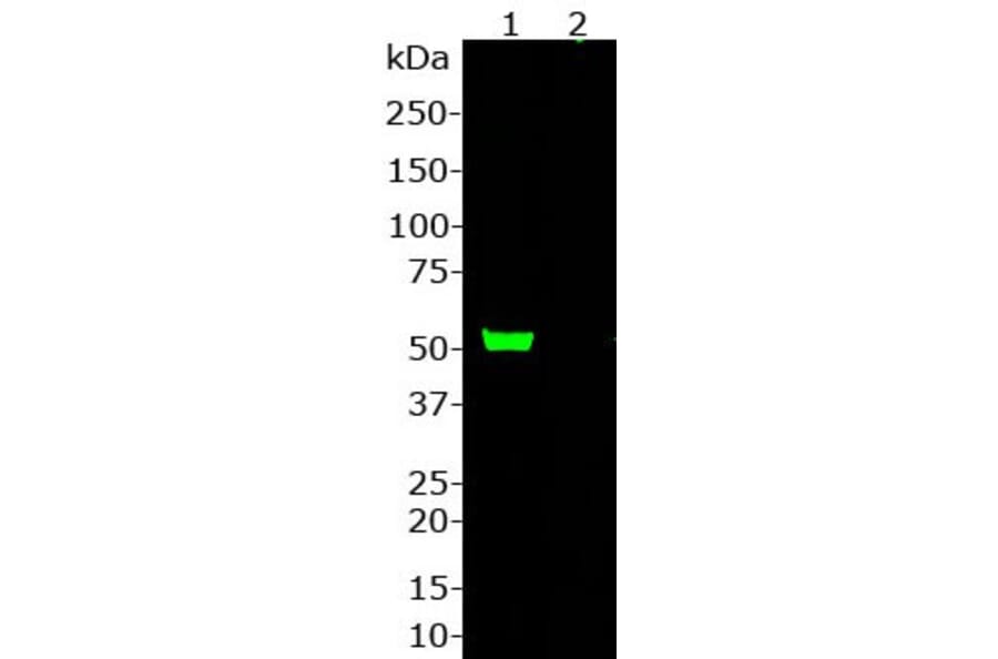 Western Blot - Anti-CRISPR-Cas9 Antibody (A85318) - Antibodies.com