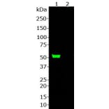 Western Blot - Anti-Cas9 Antibody (A85318) - Antibodies.com