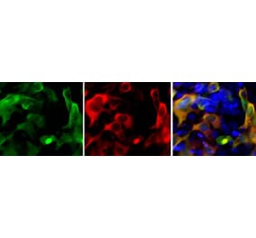 Immunofluorescence - Anti-Cas9 Antibody (A85319) - Antibodies.com