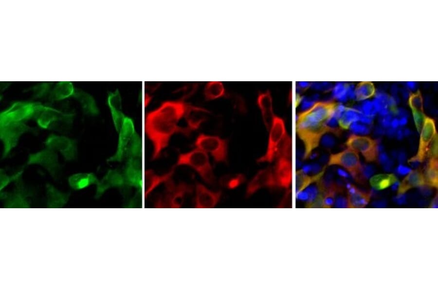 Immunofluorescence - Anti-CRISPR-Cas9 Antibody [6F7] (A85319) - Antibodies.com