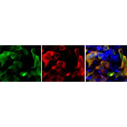 Immunofluorescence - Anti-Cas9 Antibody (A85319) - Antibodies.com