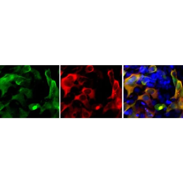Immunofluorescence - Anti-CRISPR-Cas9 Antibody [6F7] (A85319) - Antibodies.com