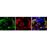 Immunofluorescence - Anti-CRISPR-Cas9 Antibody [6F7] (A85319) - Antibodies.com