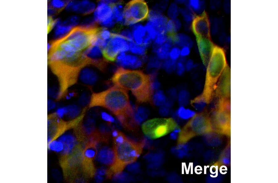 Immunofluorescence - Anti-CRISPR-Cas9 Antibody [6F7] (A85319) - Antibodies.com