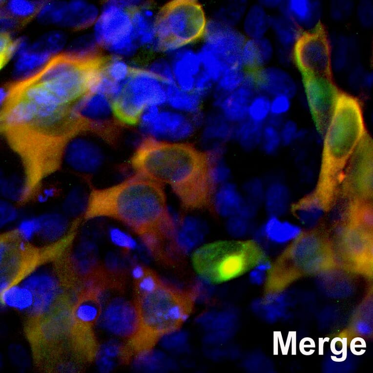 Immunofluorescence - Anti-CRISPR-Cas9 Antibody [6F7] (A85319) - Antibodies.com