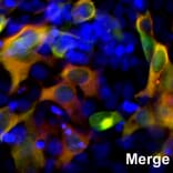 Immunofluorescence - Anti-CRISPR-Cas9 Antibody [6F7] (A85319) - Antibodies.com